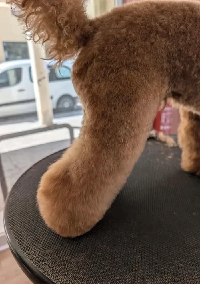 Acabado a tijera en un caniche canela