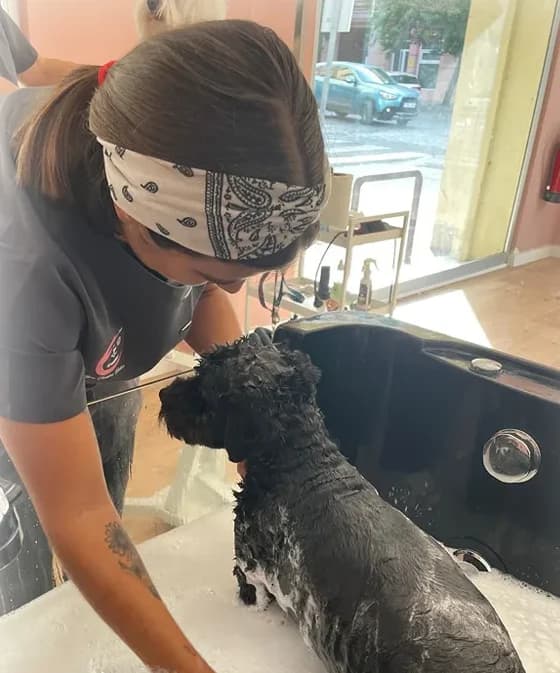 Baño de un perro de agua negro en la bañera del spa