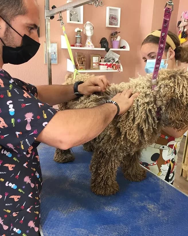 El equipo recibe con calma a un perro de pelo rizado