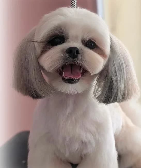 Shih tzu recién arreglado, feliz sobre la mesa